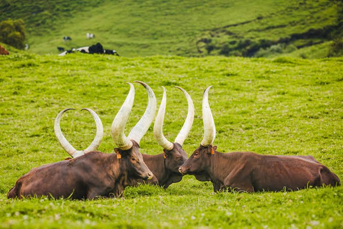 Vaches Bigogwe
